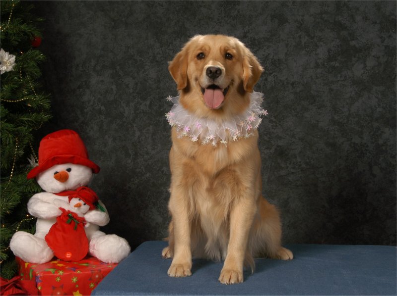 Pretty Collar eh?