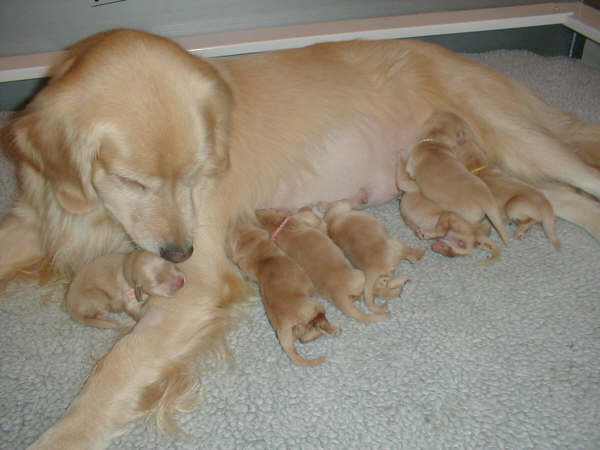 All those pups are hard work