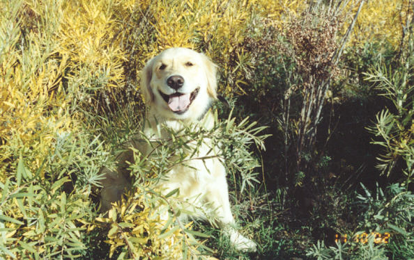 Timber in the grass