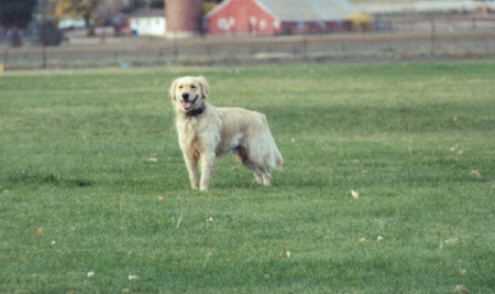 Timber in the field