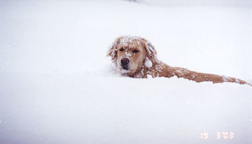 It sure snowed alot since I took that nap
